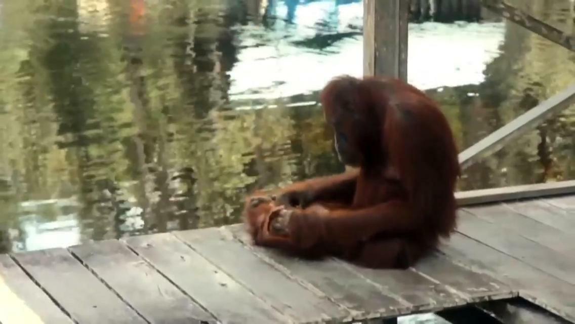 Orangutan Shaka Houseboat With Cabin Pangkalanbuun Extérieur photo