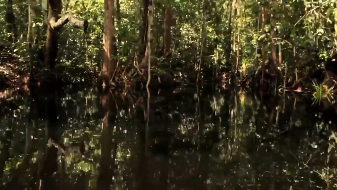 Orangutan Shaka Houseboat With Cabin Pangkalanbuun Extérieur photo
